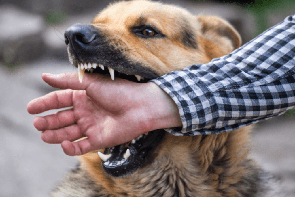 Animal and Human Bites 2
